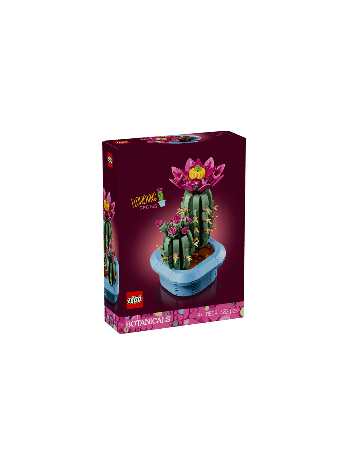 Flowers botanical cactus in fiore - 11509