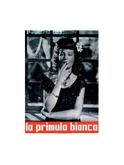 La primula bianca