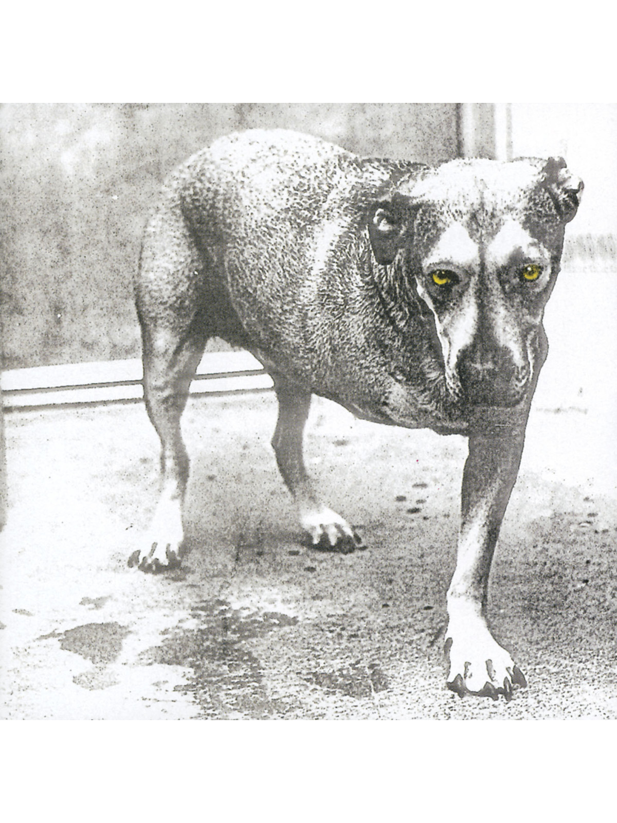 Alice in chains